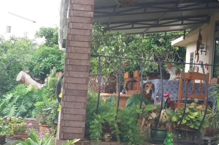 Comfy Home-Tropical Garden & 5 Min Walk To Beach Tamarin Eksteriør billede